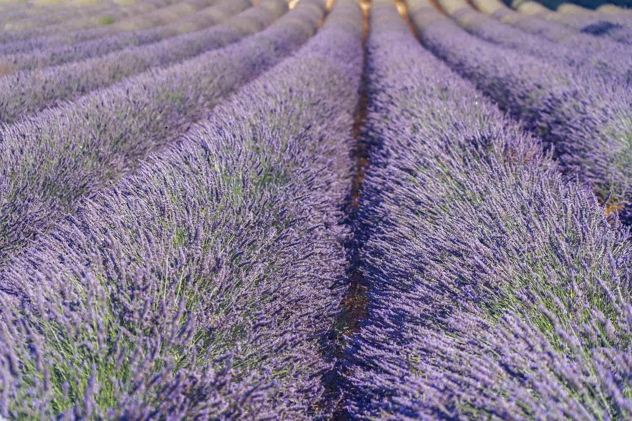 Hvornår beskærer man lavendel i Danmark?