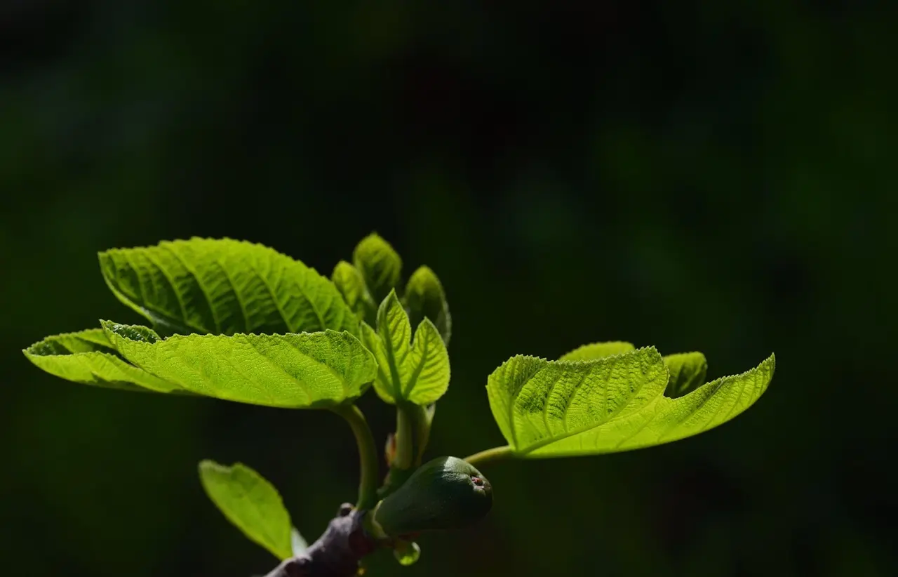 Hvilket LED-lys er bedst til overvintring af chiliplanter?