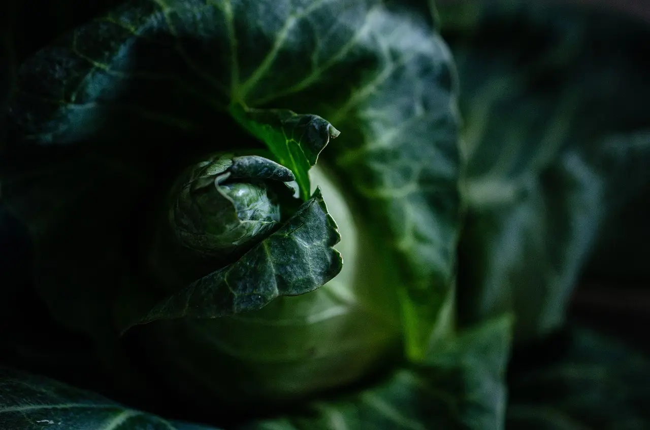 7 skadedyr i køkkenhaven - og sådan bekæmper du dem naturligt