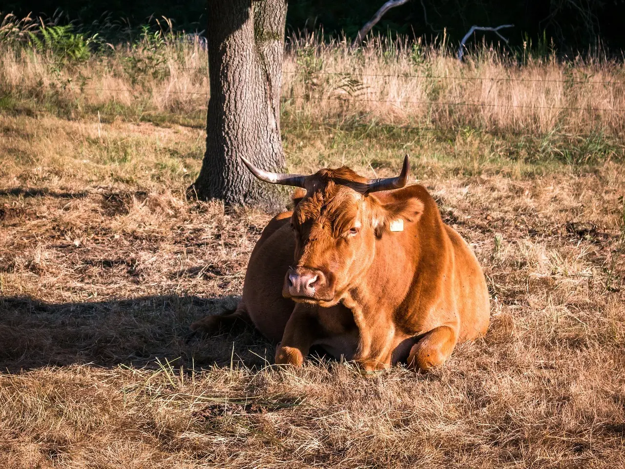 Hvad er forskellen på biogas og naturgas?