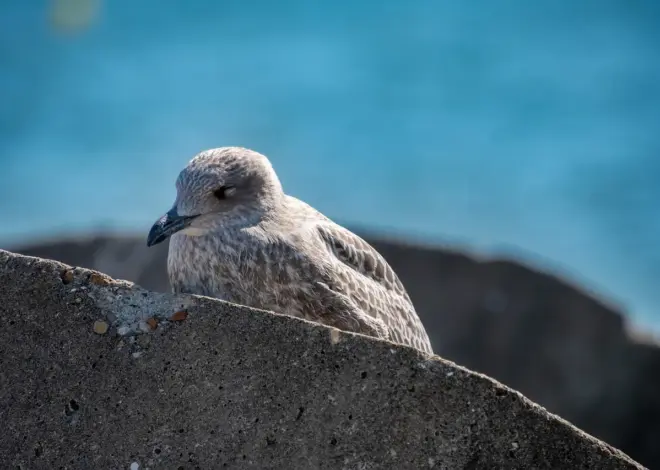 10 danske måger, som du ofte ser i havne