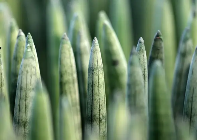 10 robuste stueplanter til soveværelser med svagt lys