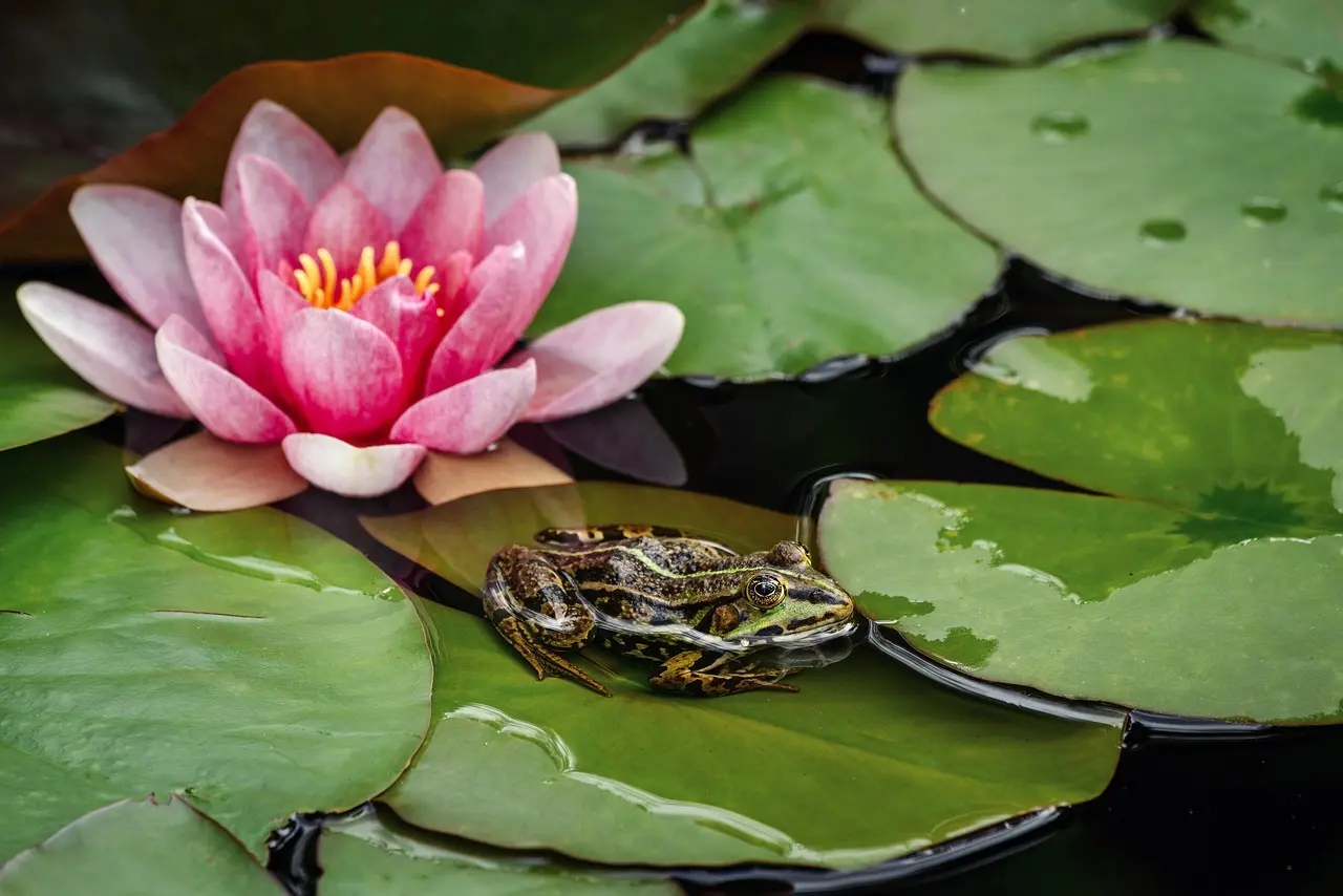 11 fejl, der slår dine stueplanter ihjel