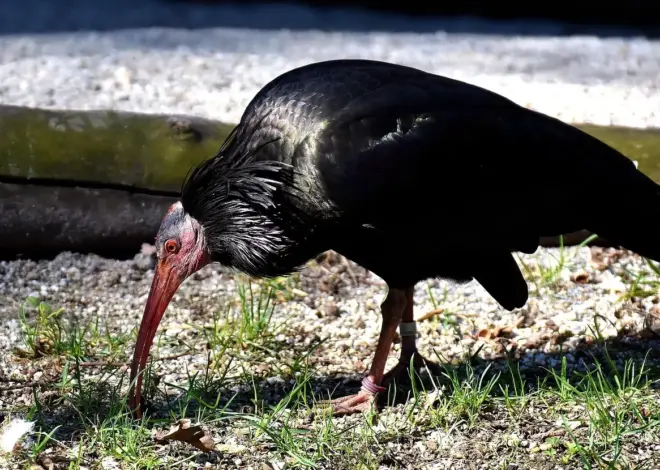 12 danske biller, der lever i dødt ved