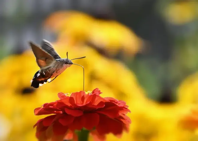 12 natsommerfugle i Danmark, der søger mod lys