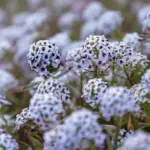 5 bunddækkeplanter mod ukrudt under hækken