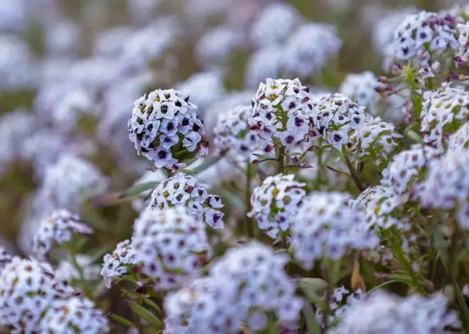 5 bunddækkeplanter mod ukrudt under hækken