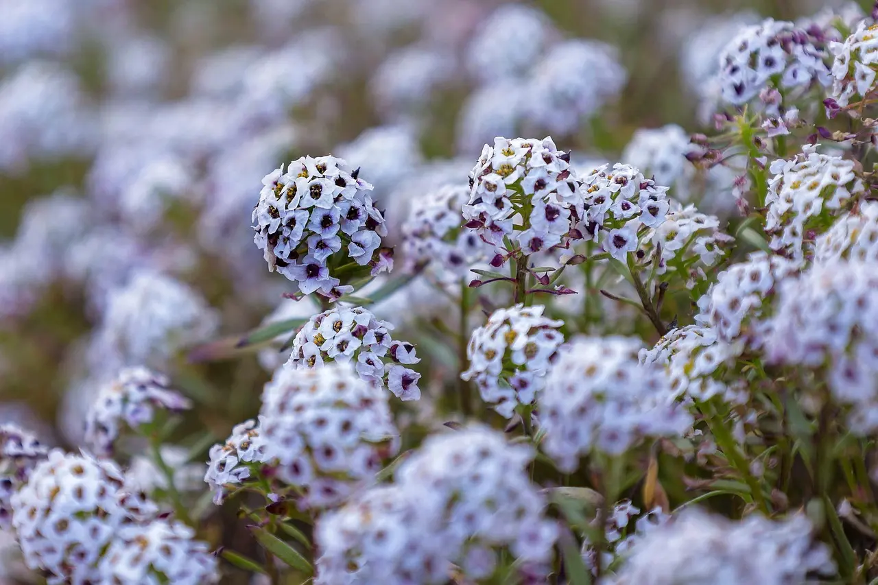5 bunddækkeplanter mod ukrudt under hækken