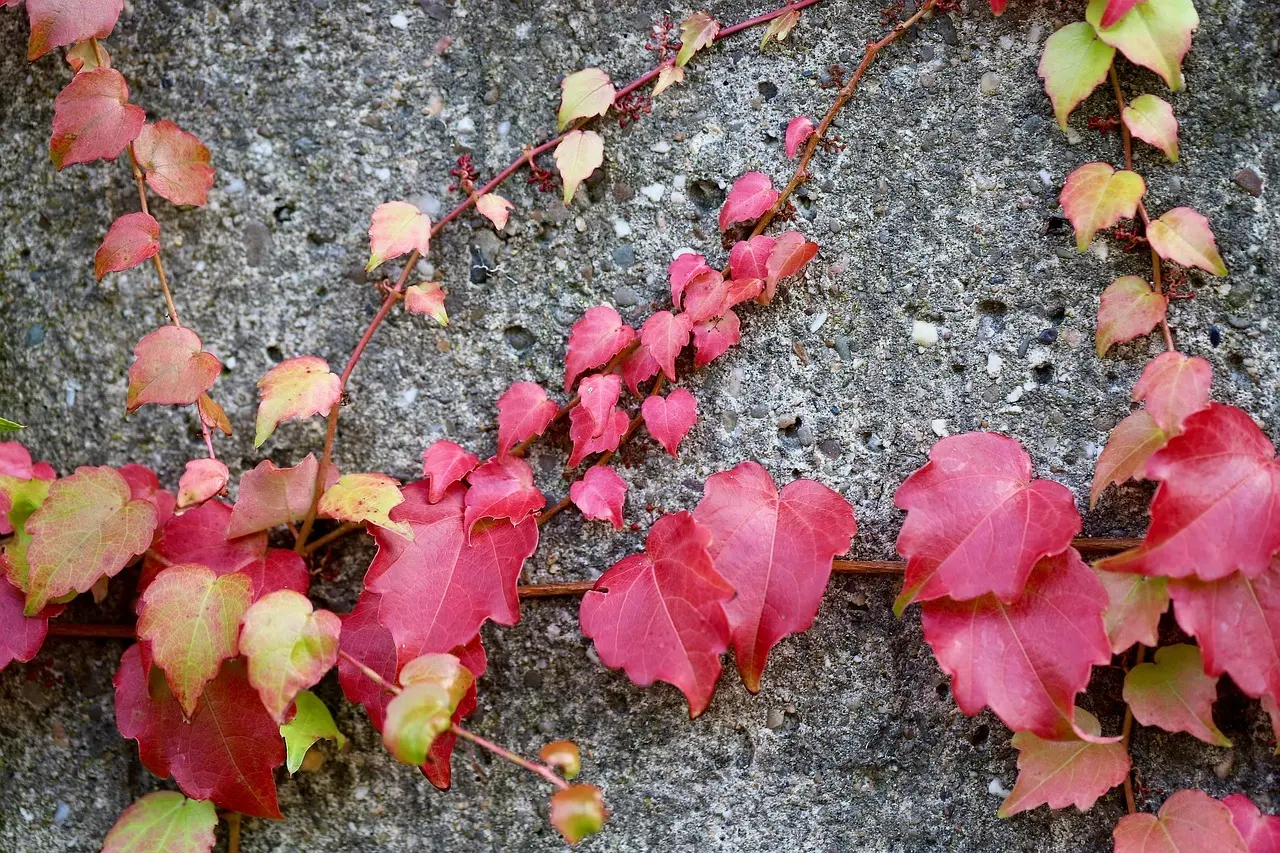 5 hårdføre klatreplanter til vindudsatte altaner