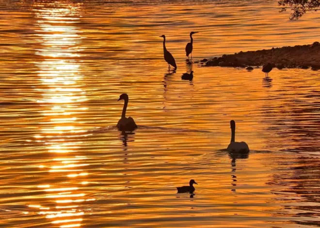 6 forskelle mellem fiskehejre og sølvhejre