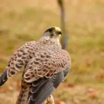 6 forskelle mellem tårnfalk og lærkefalk