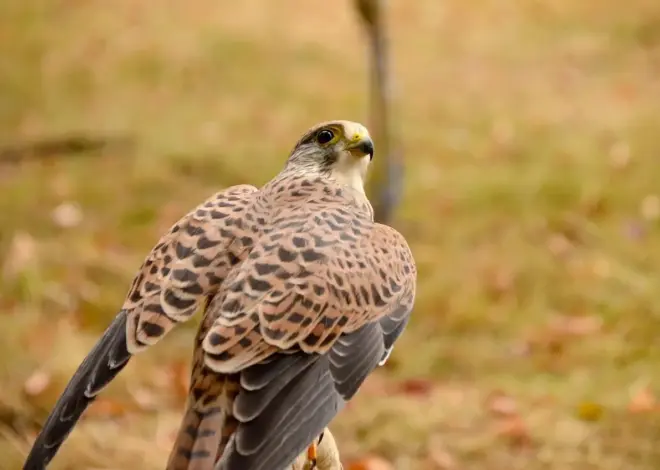 6 forskelle mellem tårnfalk og lærkefalk