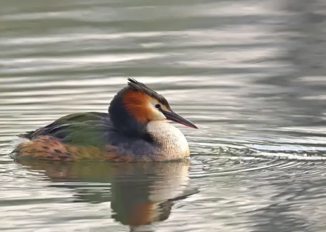 6 kendetegn ved den store vandsalamander i yngledragt