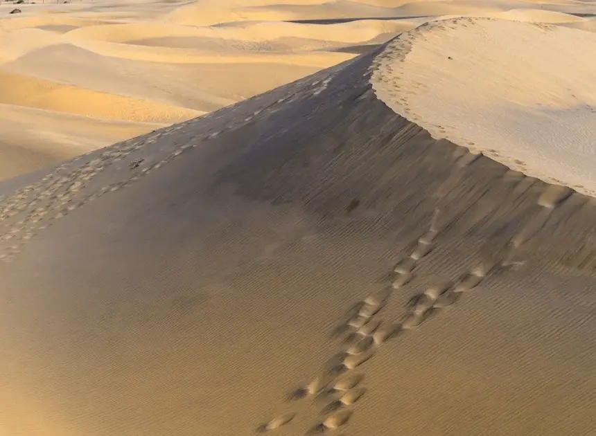 6 korte rundture i Marbæk Plantage med udsigt