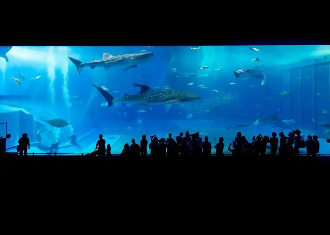 7 hajearter i Kattegat og Skagerrak