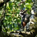 8 fugleskjul i Vejlerne med nem parkering