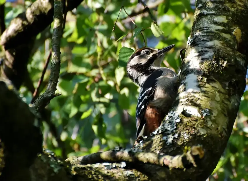 8 fugleskjul i Vejlerne med nem parkering