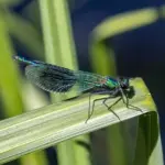 8 guldsmede, du kan møde ved danske skovsøer