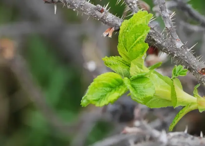 8 kystnære shelterpladser på Samsø