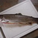 8 lejrpladser med fiskemuligheder i Nordvestsjælland