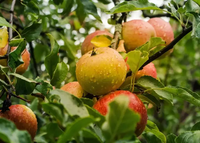 9 kompakte frugttræer til små terrasser