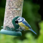 9 sangfugle, der overvintrer i Danmark