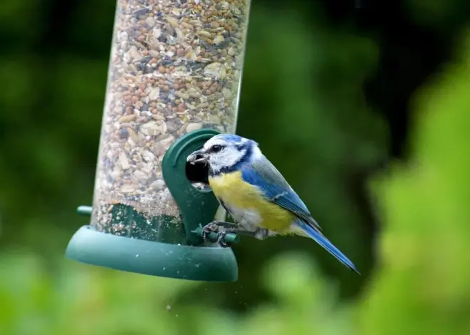 9 sangfugle, der overvintrer i Danmark