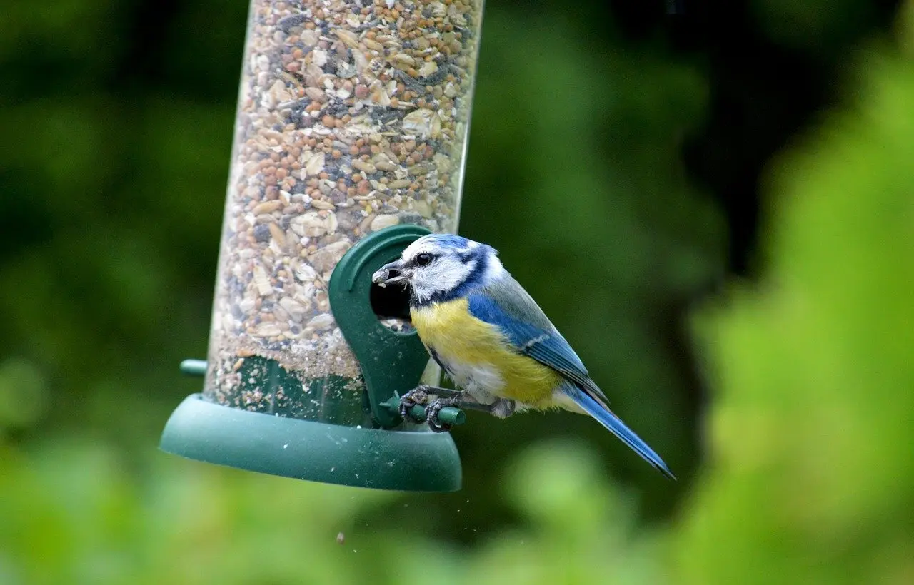 9 sangfugle, der overvintrer i Danmark