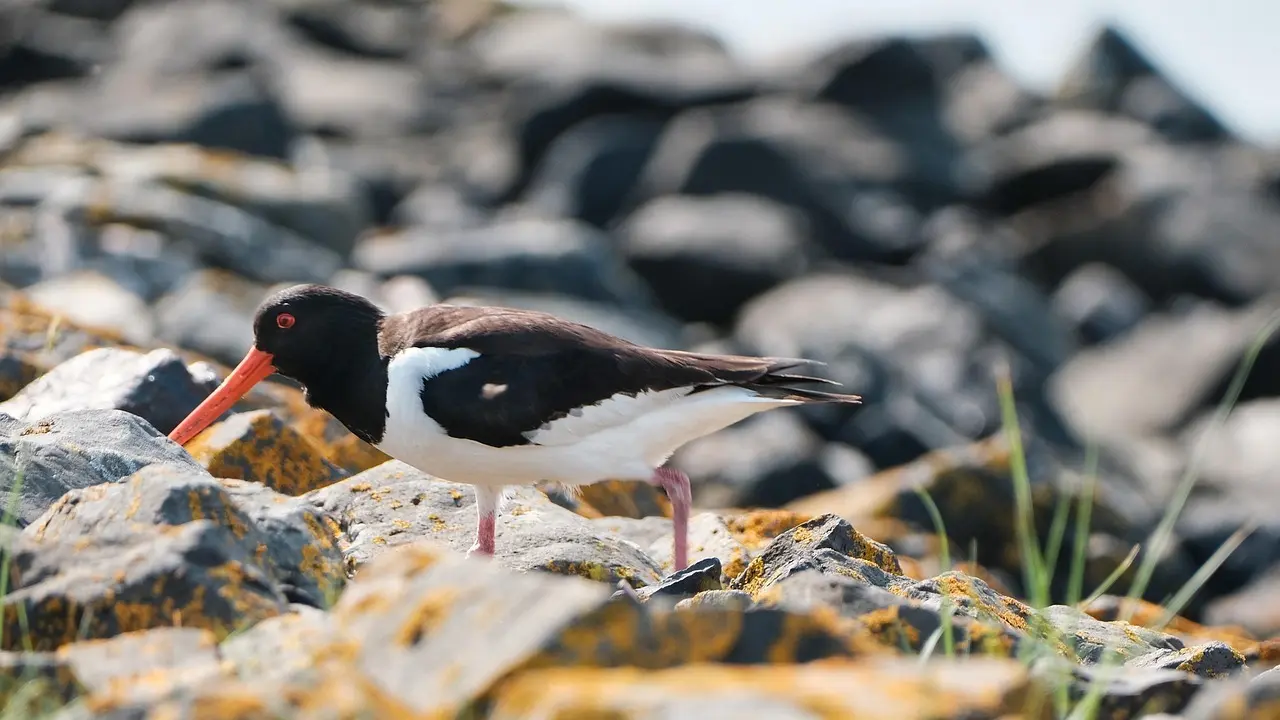 9 vadefugle, du møder på Vadehavets vader