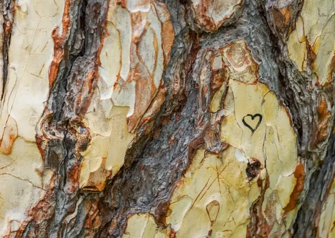 Aftentur i Tisvilde Hegn: parkering og rutevalg