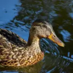 Betydningen af Dessert i Krydsord