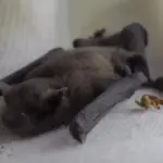 Brunflagermusens jagt over søer i julinætter