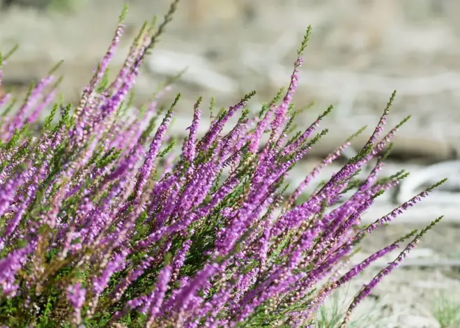 Effekter af kvælstofdeposition på danske heder