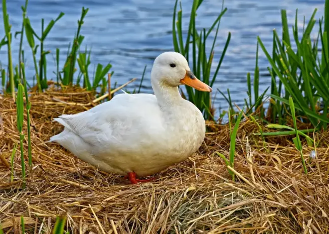 Gråandens rede: valg af skjul i by og natur