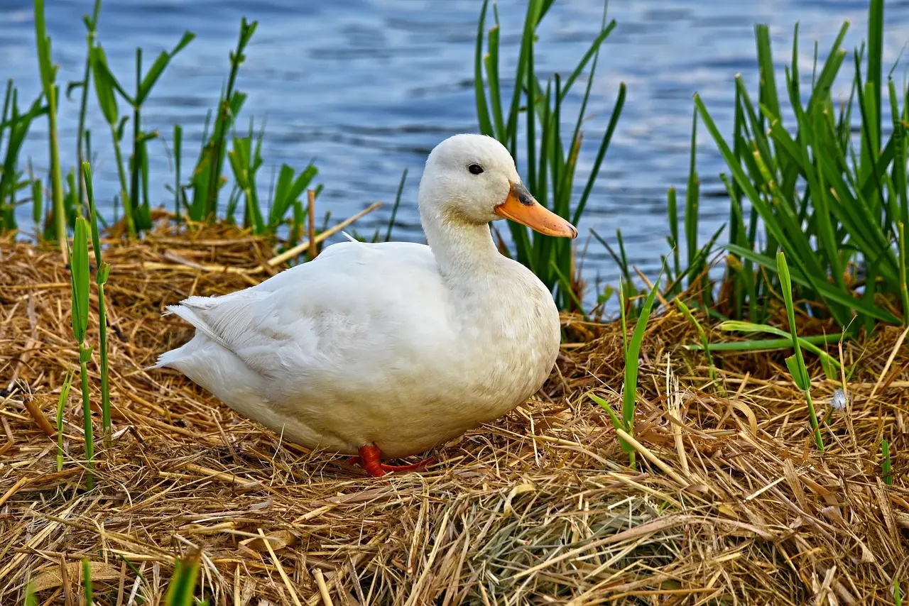 Gråandens rede: valg af skjul i by og natur