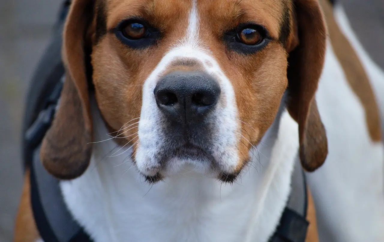 Hunderace i krydsord løsninger