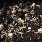 Hvilken jord er bedst til blåbær i krukker?