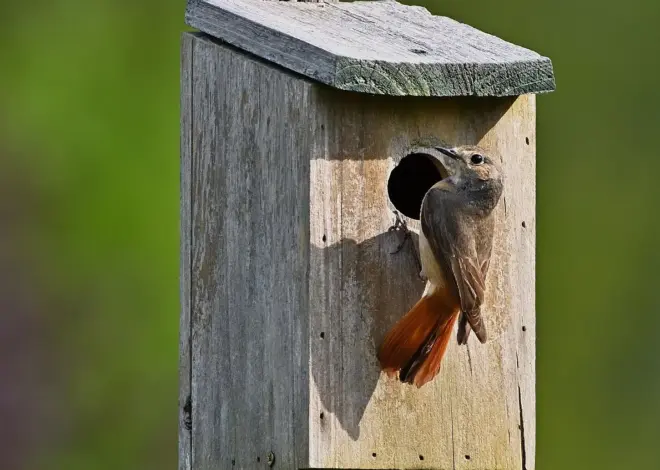 Hvinandens valg af redeplads i Danmark