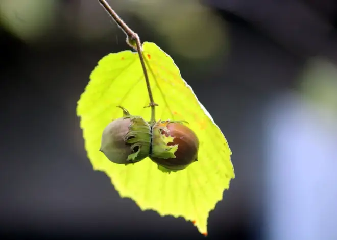 Hvor findes hasselmusen i Danmark i dag?