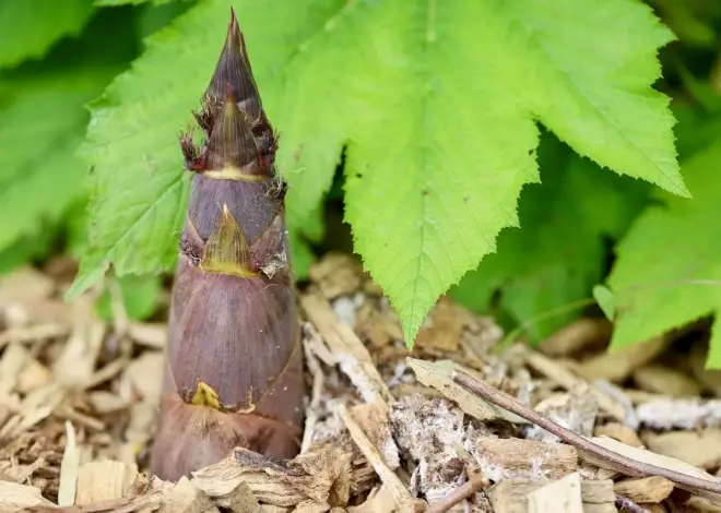 Hvor tæt skal bambus plantes til en lægivende hæk?