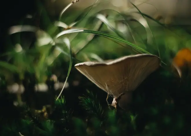 Hvordan fjerner man mos i græsplænen uden kemikalier?