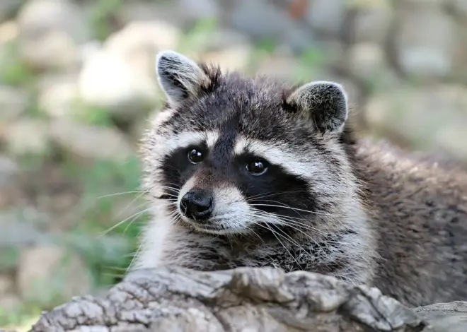 Hvordan genkender du mårhundespor i våd jord?