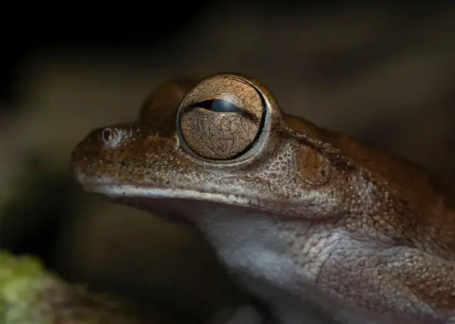 Hvornår kvækker løvfrøen i Danmark?