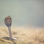 Hvornår lægger snogen æg i Danmark?
