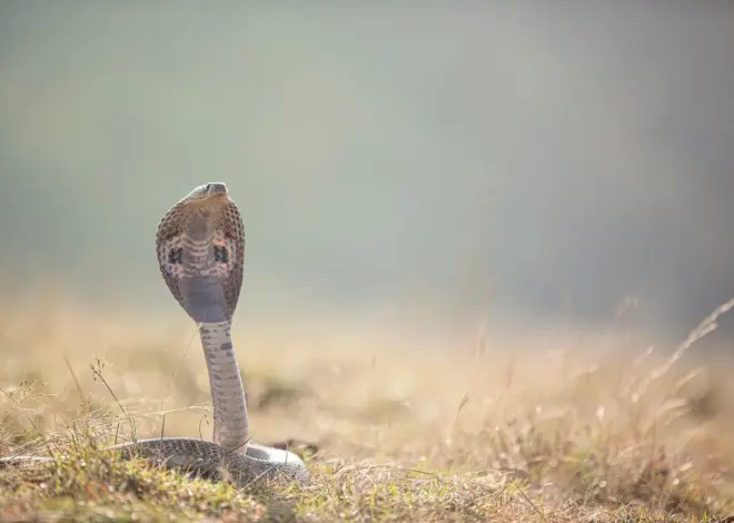 Hvornår lægger snogen æg i Danmark?
