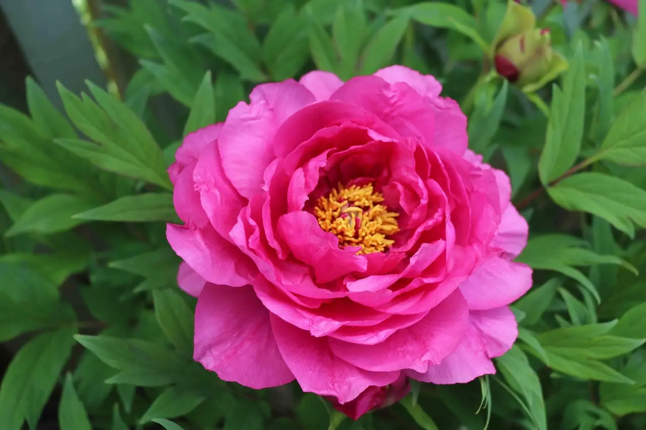 Hvornår skal pæoner gødes i staudebedet?