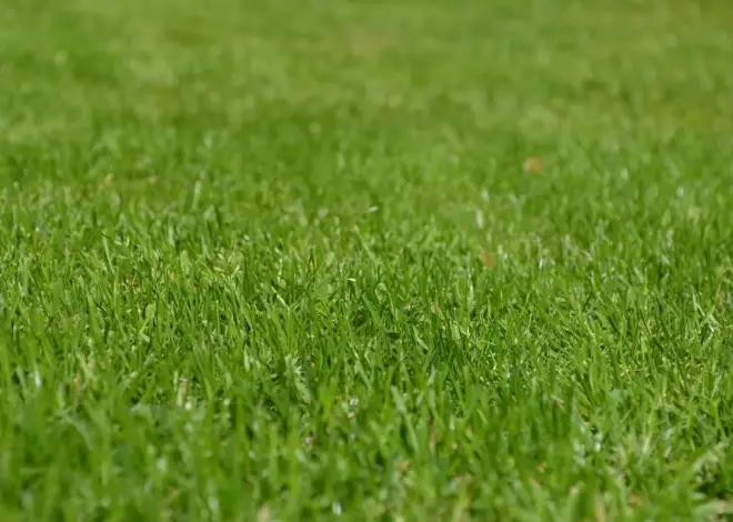 Kalkning af græsplænen: hvornår og hvor meget?