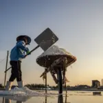 Miljøkonsekvenser af vejsalt i byområder