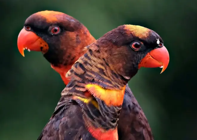 PFOS i fisk fra danske søer: sundhedsrisici og regulering