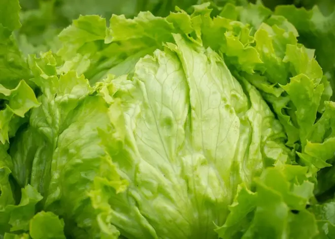 Sådan anlægger du en koldbænk til tidlig salat